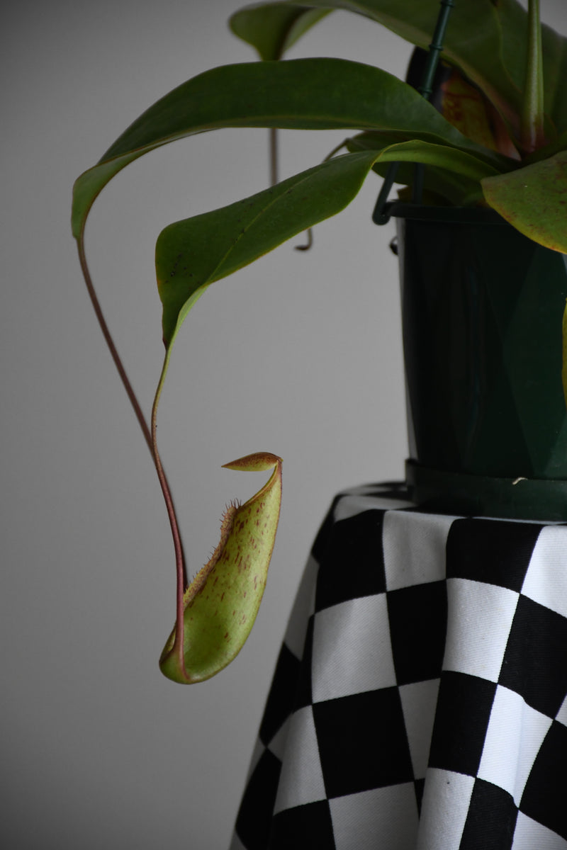 PITCHER PLANT - Wildbloomsfloristry