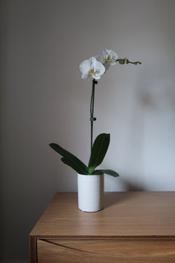Phalaenopsis Orchid - Wildbloomsfloristry