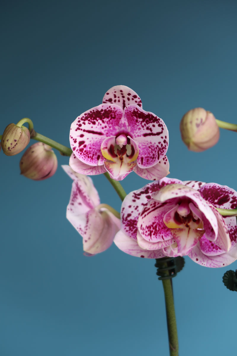 Phalaenopsis Orchid - Wildbloomsfloristry - Melbourne, Chadstone Florists